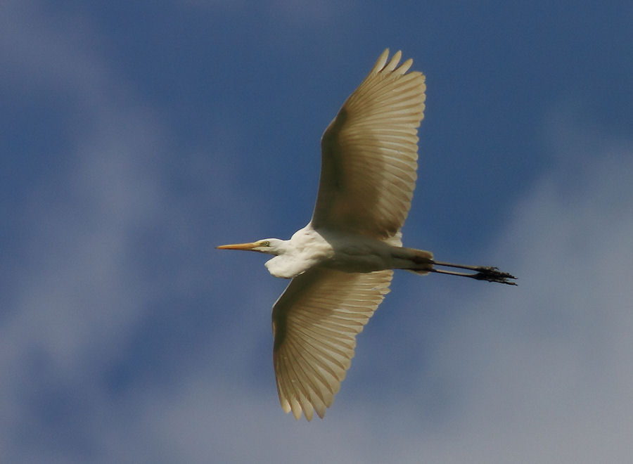 Airone bianco maggiore